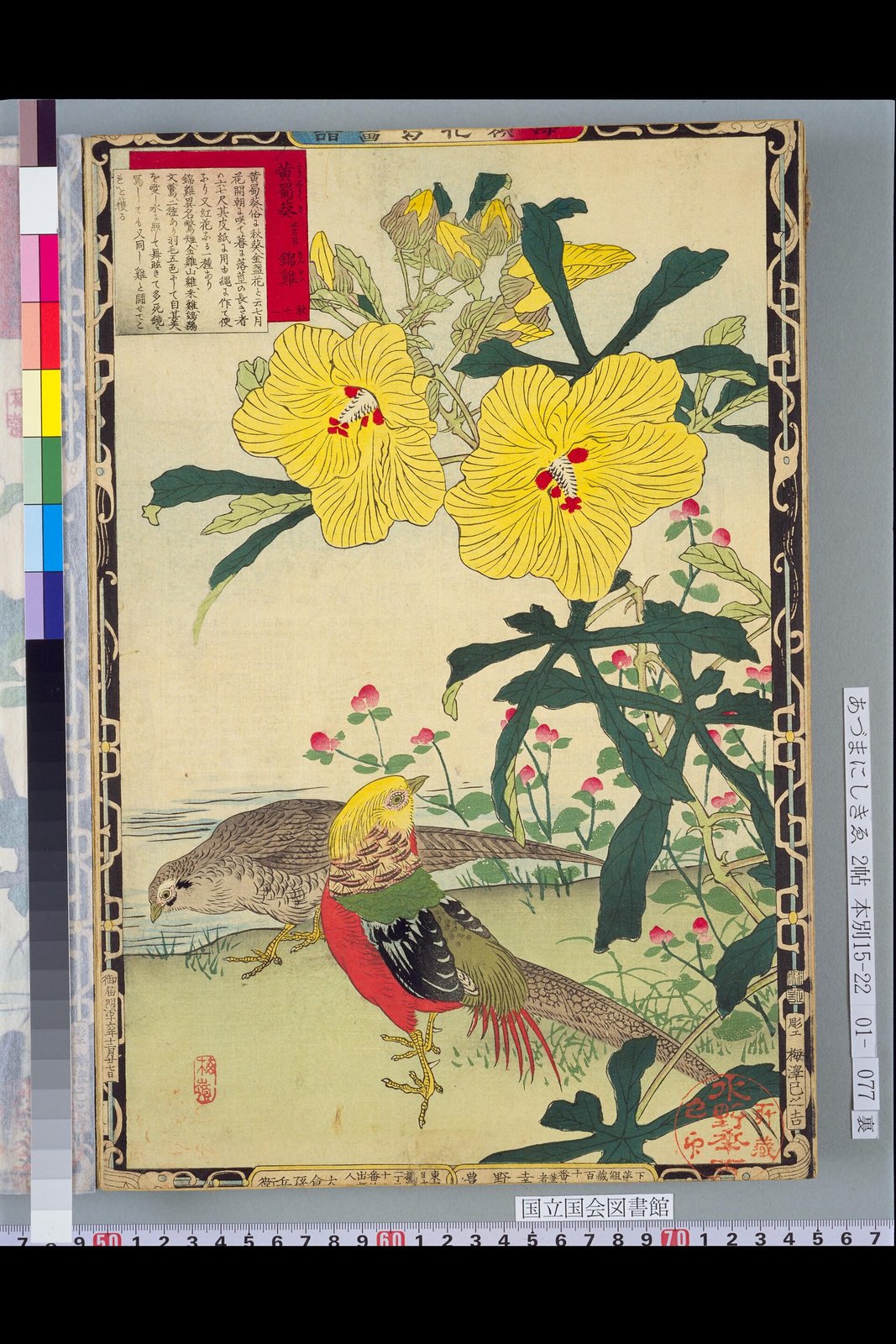 幸野楳嶺《楳嶺花鳥画譜 黄蜀葵・錦鶏》(1883年、木版色摺、紙)
